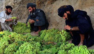 Farmers switch nefarious poppy cultivation for grapes in S. Afghanistan