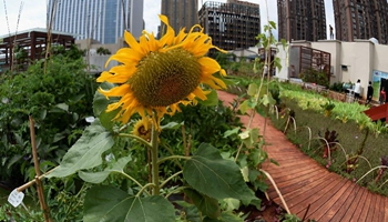 Roof farm open for rent to residents in SW China's Kunming