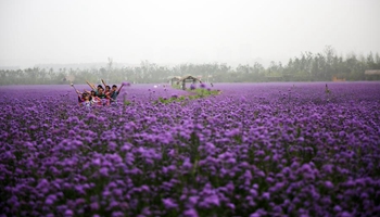 Tourists enjoy in verbena flower field in China's Qingdao