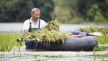 Farmers harvest rice to avoid further losses caused by flood in E China