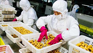 Chengde's annual output of fruit processing reaches 1.34 mln tons