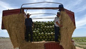Watermelon planting becomes cornerstone industry in NW China