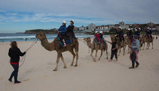 In pics: Camels at Bondi Beach in Sydney