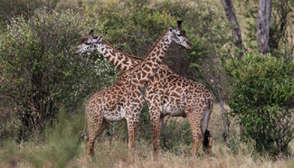 Wild animals seen in Kenya's Maasai Mara National Reserve