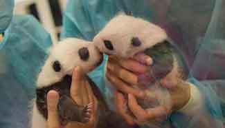 Macao's panda twins meet public one month after birth