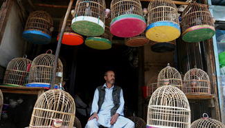 In pics: bird shop in Kabul, Afghanistan