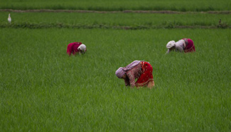 Nepalese women weed paddy field in Khokana