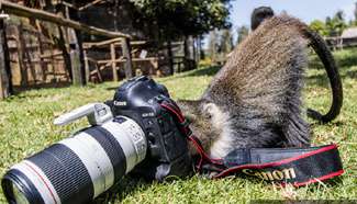 Kenyan monkey practices to take selfie