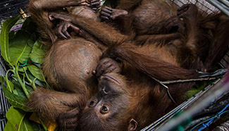 5 Baby Sumatran orangutans rescued by police in Indonesia