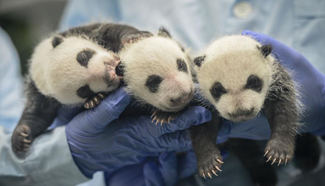 Birthday of world's only surviving panda triplets held in Chengdu