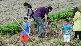 Tianmushan Town grows mini sweet potato as major agricultural product