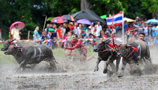 Annual buffalo racing held in Thailand