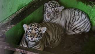 Bengal tiger cubs to be shown to media for 1st time in Indonesia
