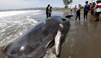 Whale carcass found in Banda Aceh, Indonesia