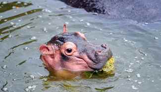 One-month old baby hippo makes debut