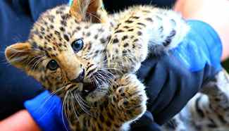 Amur leopard cubs seen at Bellewaerde Park in Belgium