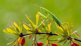 Insects in beautiful world of Nature