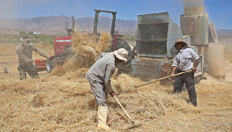 Iranian farmers work on wheat field in Khorasan Razavi