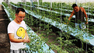 People grow plants in aeroponics shed, E China