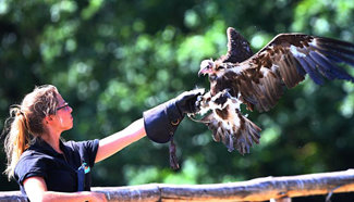 Visitors admire falconry show in Belgium