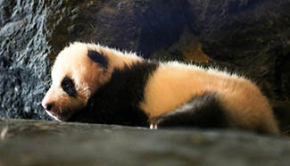 Baby panda born in Belgium to remain for 4 years