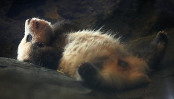 Baby panda to stay in Belgian animal park for four years