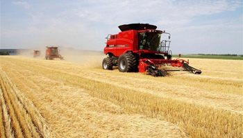 Harvesters collect wheat at Daqing Farm in NE China
