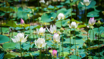 Lotus ponds open to public in E China's village
