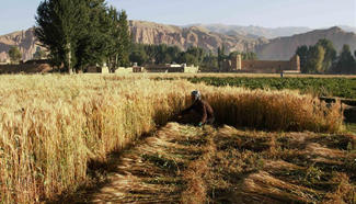 Afghan farmers harvest wheat on farmland in Bamyan