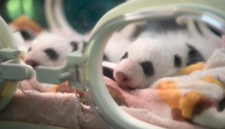 Giant panda twins make debut in SW China