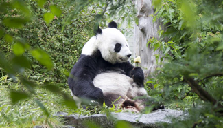 Giant pandas at Edinburgh Zoo treated with ice lollies for birthday celebration
