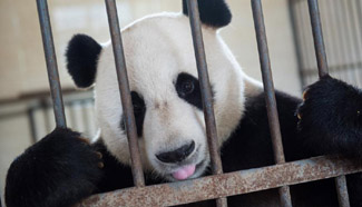 Giant pandas trained to survive in wild in base in SW China