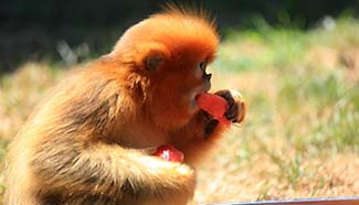 Animals relieve summer heat in Dalian Forest zoo