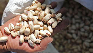 Iran among largest pistachio producers in the world