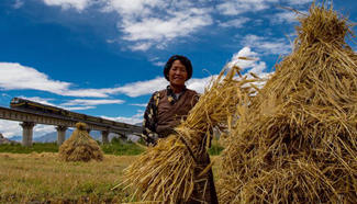 In pics: Farmers busy in fields in Tibet