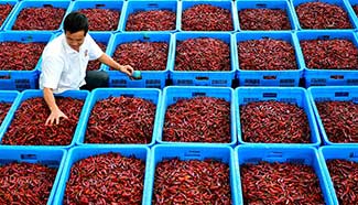 Chilies enter harvest season in central China's Hubei
