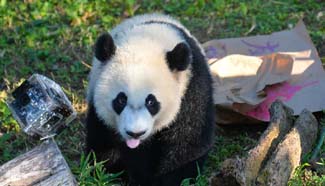 Giant panda Beibei celebrates 1st birthday in Washington
