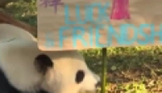 Zhuazhou at giant panda cub Beibei's first birthday