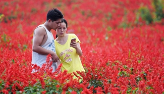 Flower fields in Yanqing of Beijing attract tourists for viewing