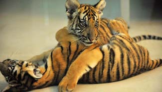 Newly born twin cubs of South China tiger seen in Nanchang Zoo