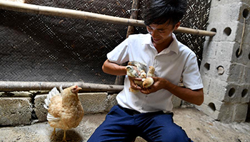 Chicken raising industry lifts S China's villagers out of poverty