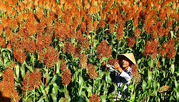 Chushu: Chinese farmers work in fields with end of heat