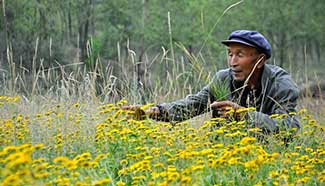 Pic story: Twin brothers' plantation improves ecology in NW China