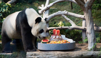 Giant panda Kai Kai celebrates 8th birthday in Macao