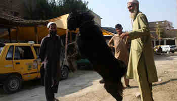 Livestock market established for Eid al-Adha festival in NW Pakistan