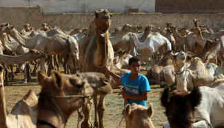 In pics: Egypt's largest camel market in Berkash