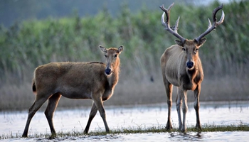 Elks well protected at national nature reserve in C China's Hubei