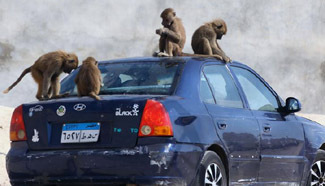 In pics: Africa Safari Park in Alexandria