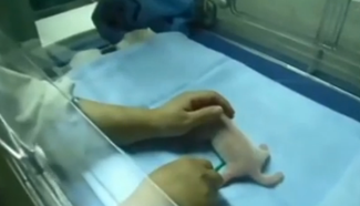 Female giant panda cub born at Madrid Zoo