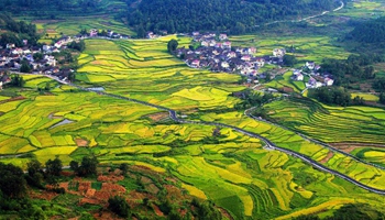 Scenery of paddy fields in central China's village